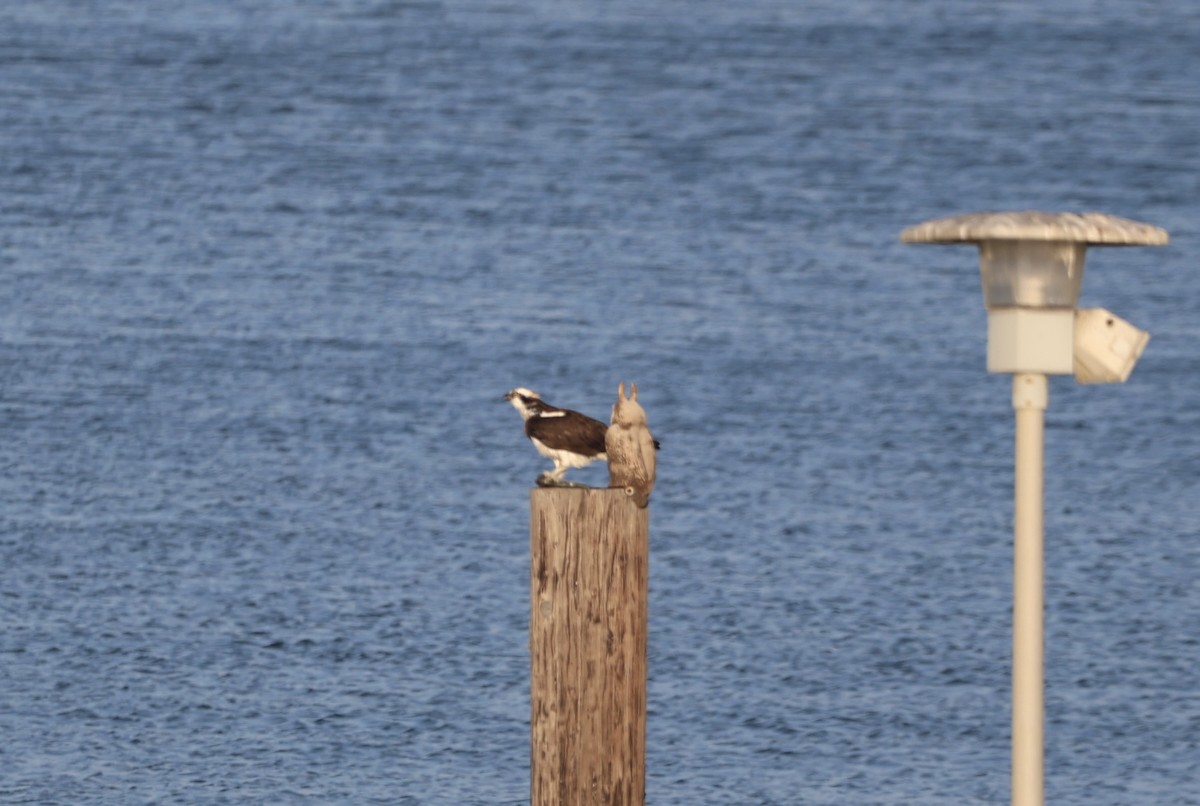 Arrano arrantzalea - ML646956367