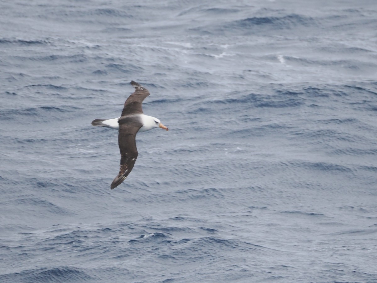 Black-browed Albatross (Campbell) - ML646956373