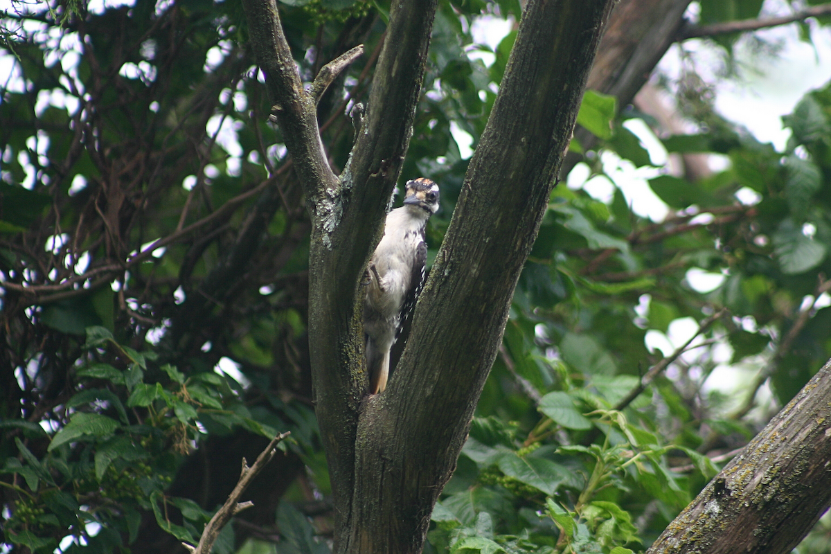 Волосатый дятел - ML646956375