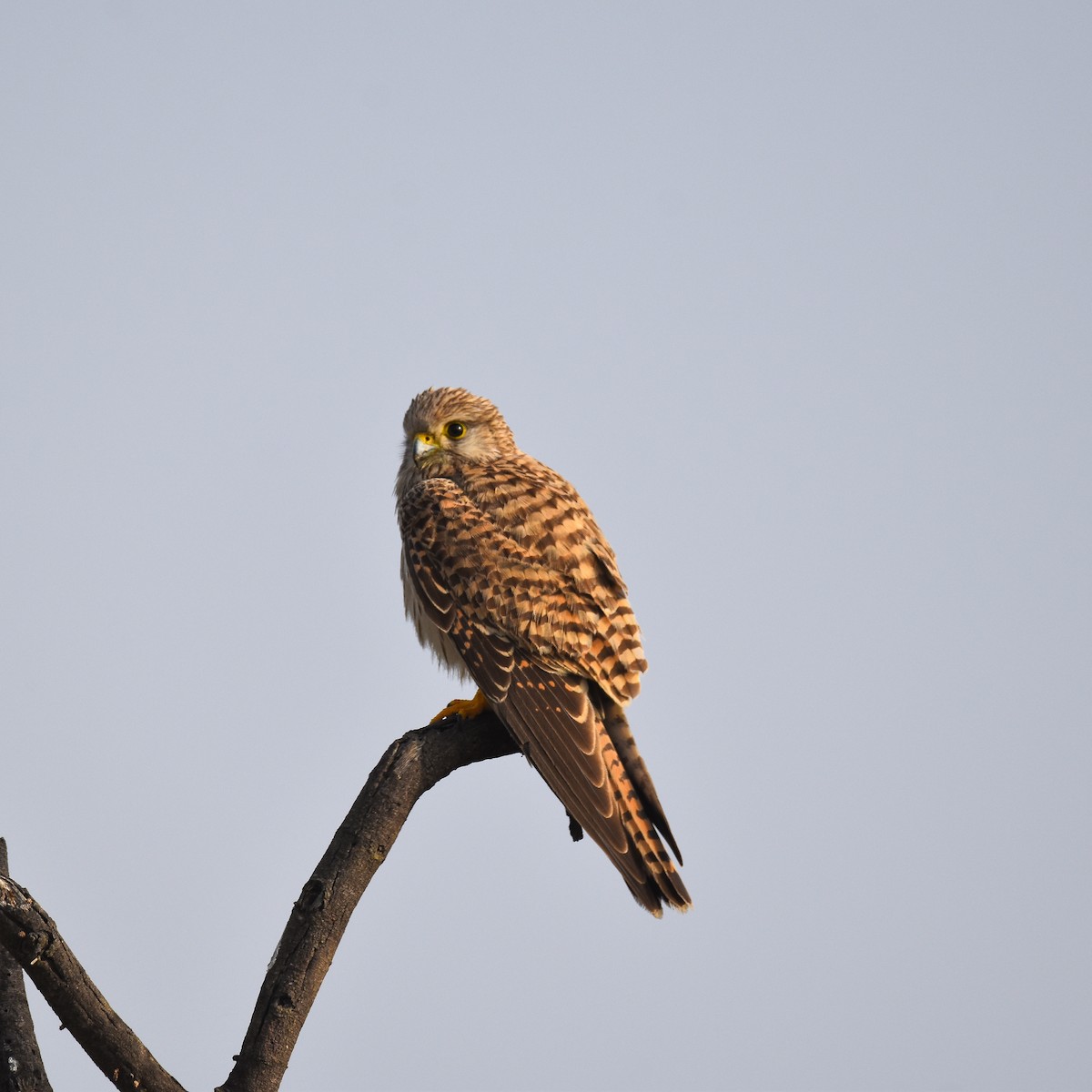 Gheppio - ML646956381