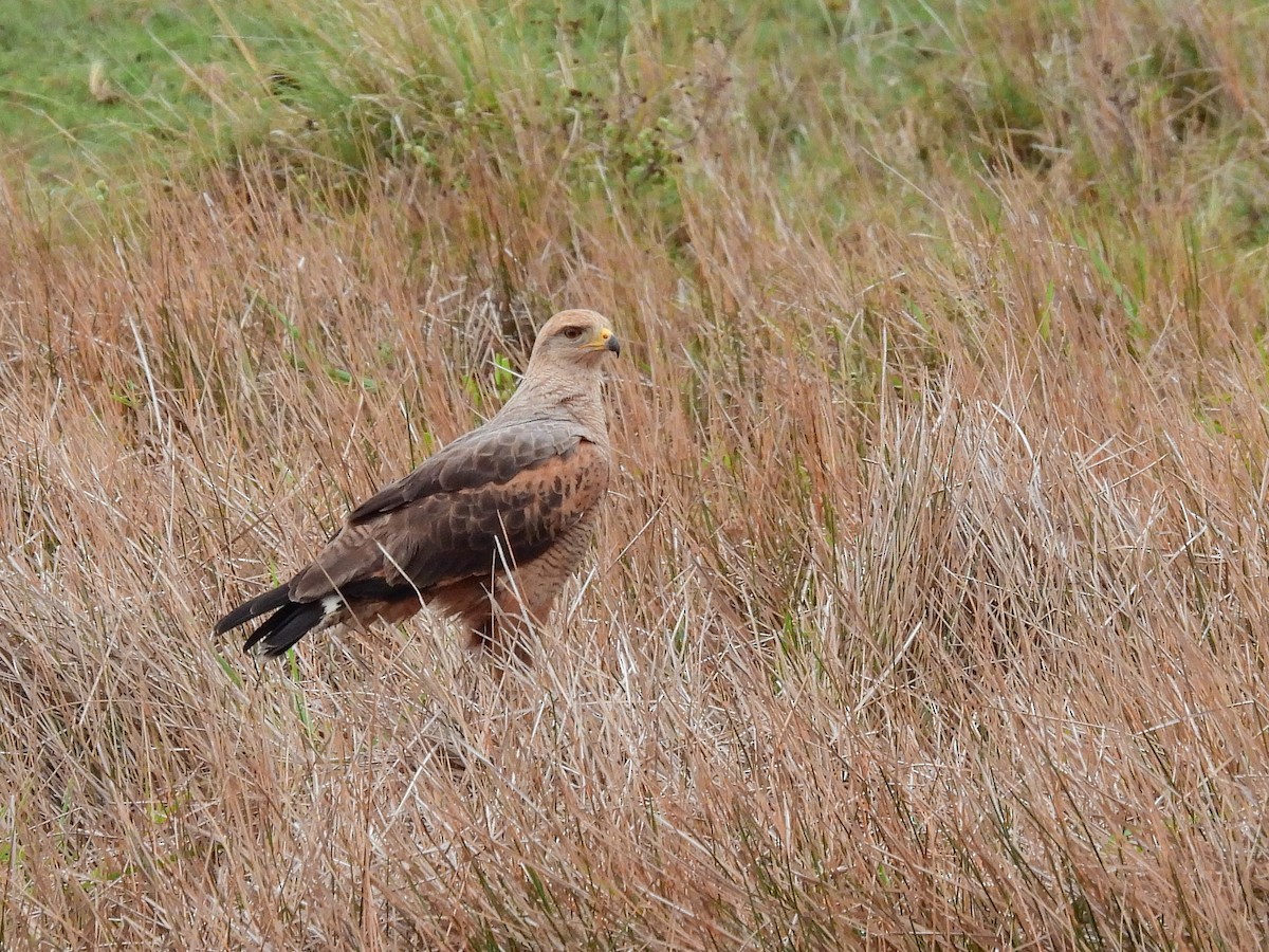 Саванный крабоед - ML646956382