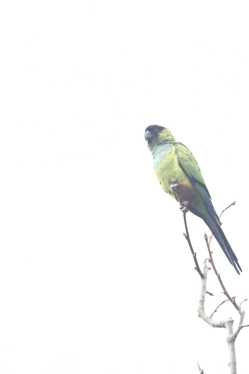 קוניור שחור-ראש - ML646956383