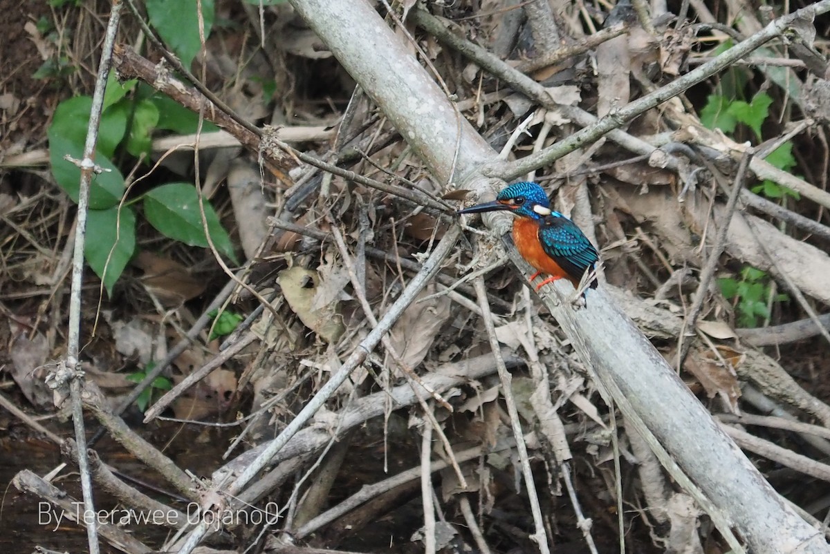 Рибалочка темно-синій - ML646956384