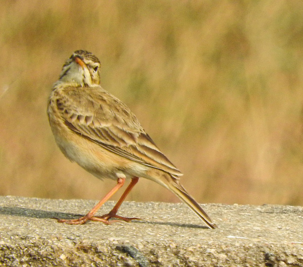 orientpiplerke - ML646956386