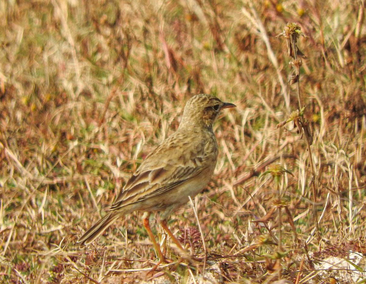 orientpiplerke - ML646956387