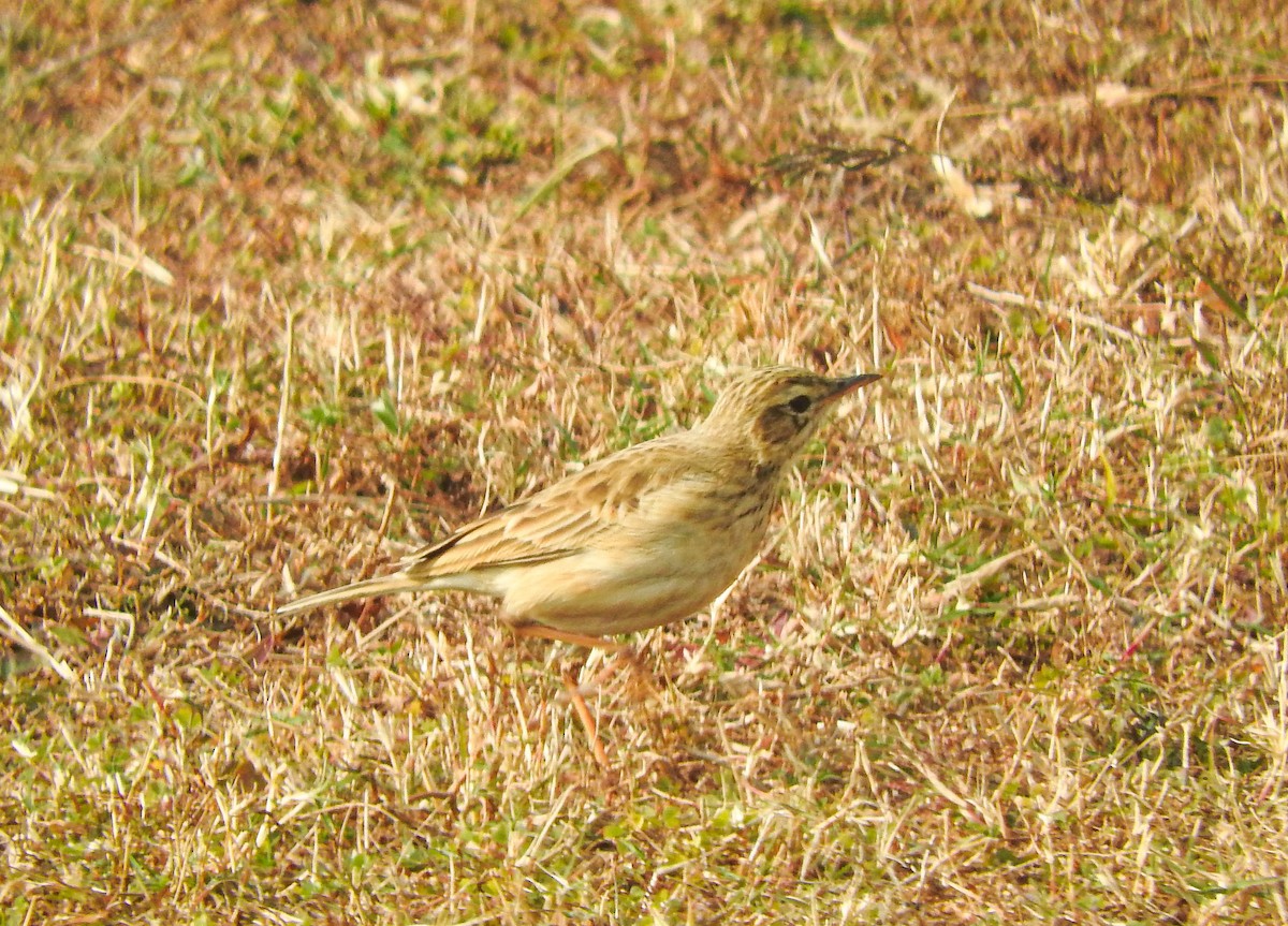 orientpiplerke - ML646956388