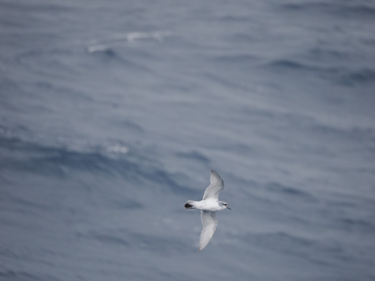 Prión Antártico - ML646956389