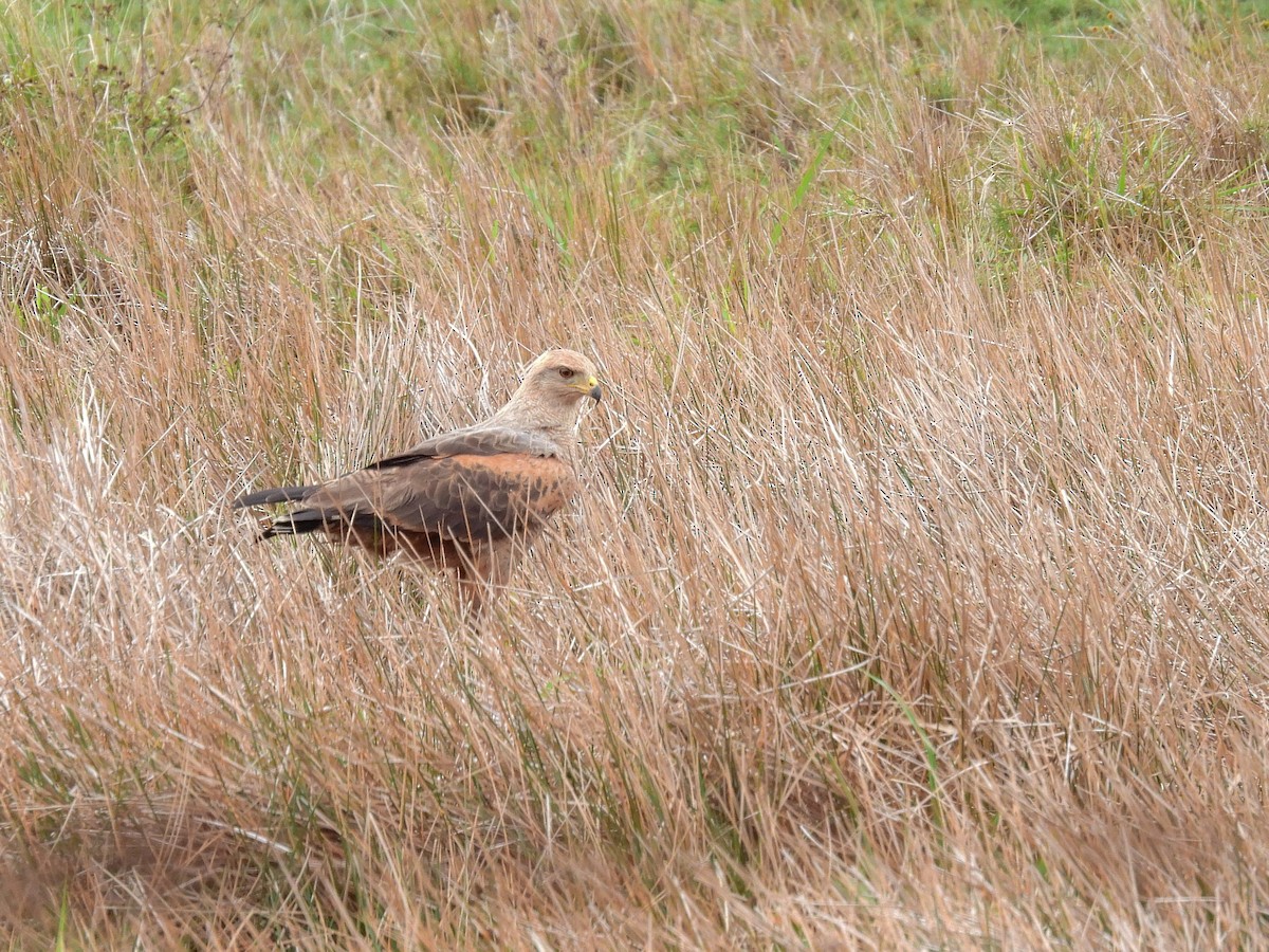 Саванный крабоед - ML646956396