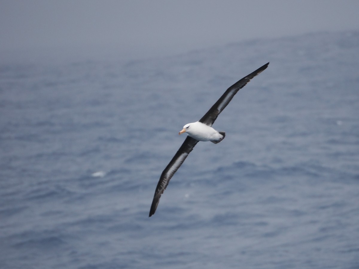 Black-browed Albatross (Campbell) - ML646956397