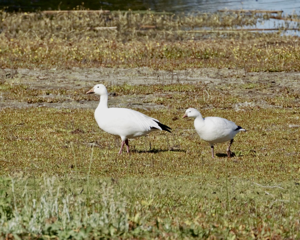 Snow Goose - ML646956407