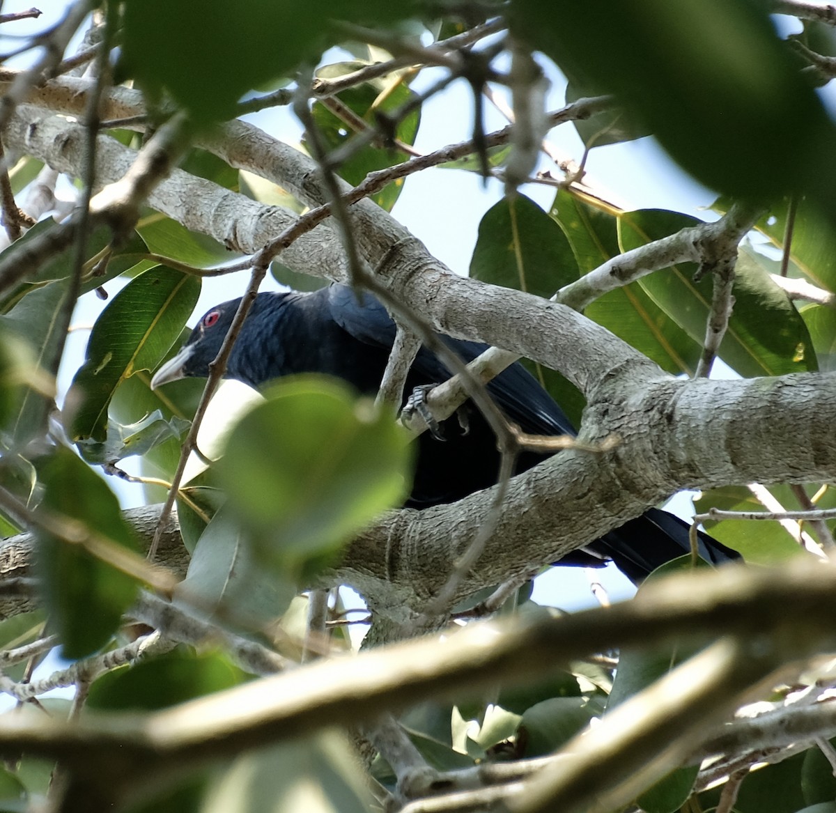 kukačka koel - ML646956410