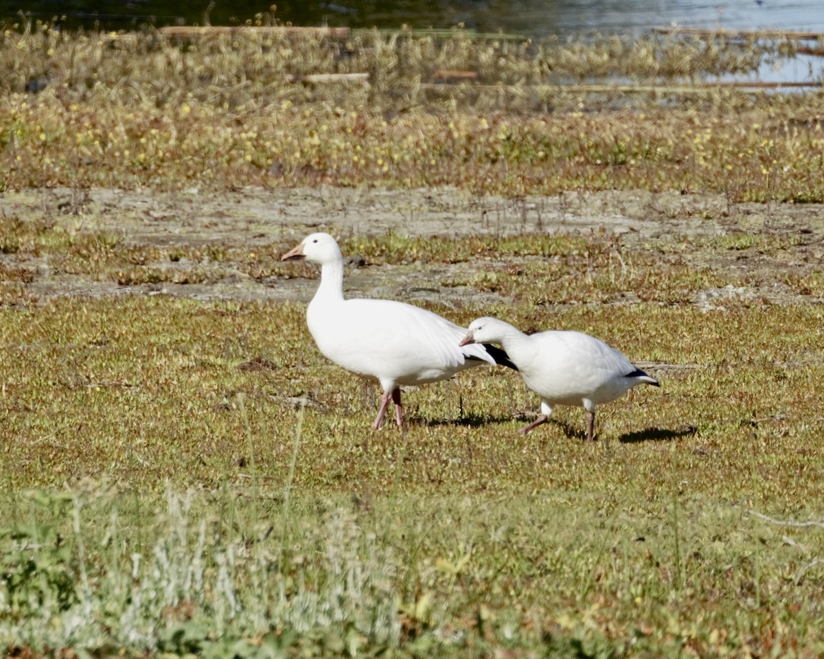 Ross's Goose - ML646956411