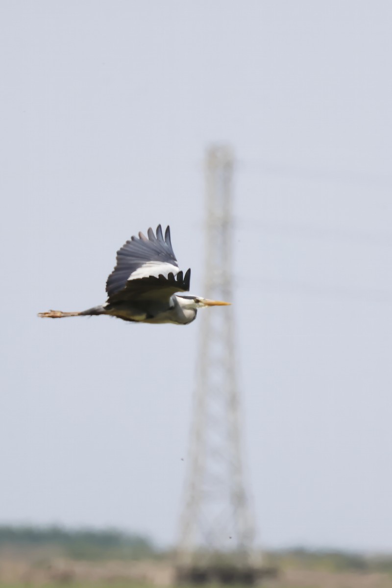 Airone cenerino - ML646956413