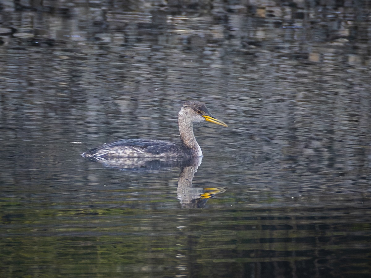 Red-necked Grebe - ML646956414