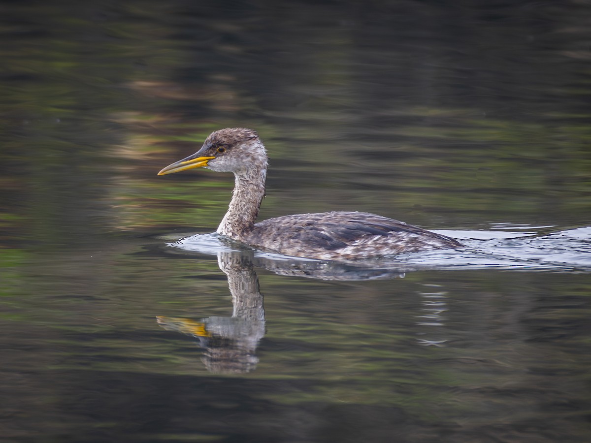Red-necked Grebe - ML646956415