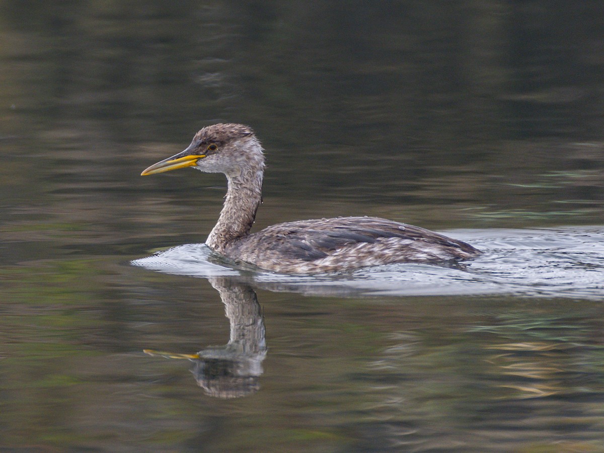 Red-necked Grebe - ML646956416
