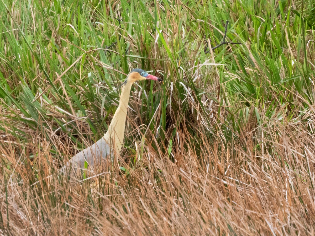 Свистящая цапля - ML646956417