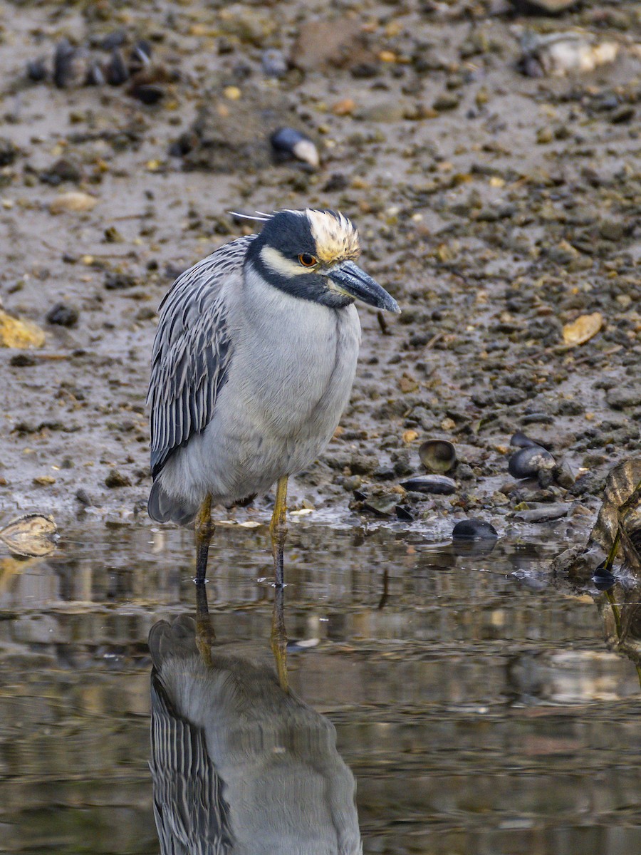 Yellow-crowned Night Heron - ML646956418