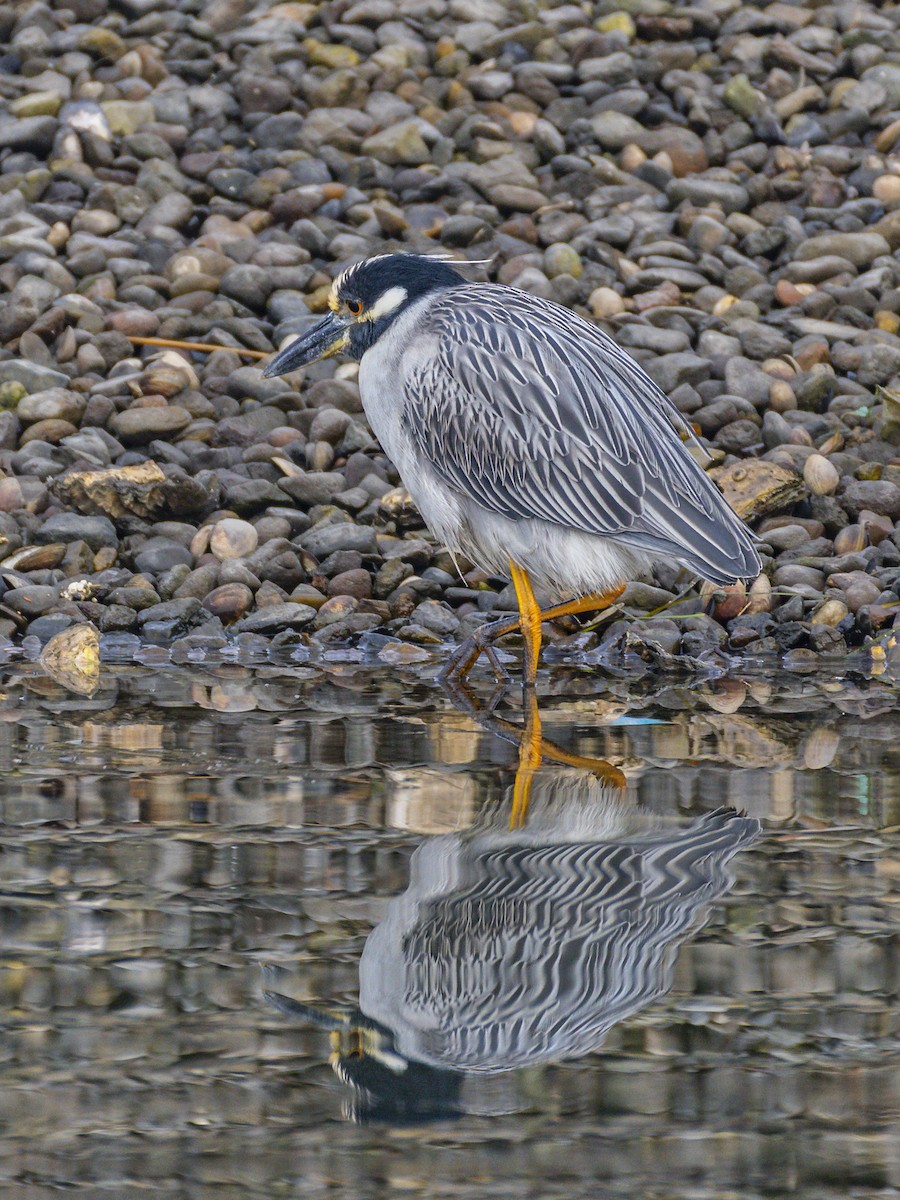 Yellow-crowned Night Heron - ML646956419