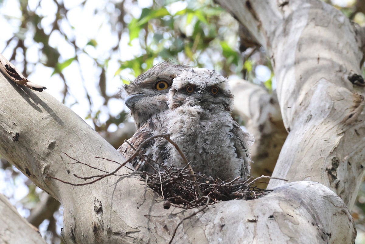 Tawny Frogmouth - ML646956420