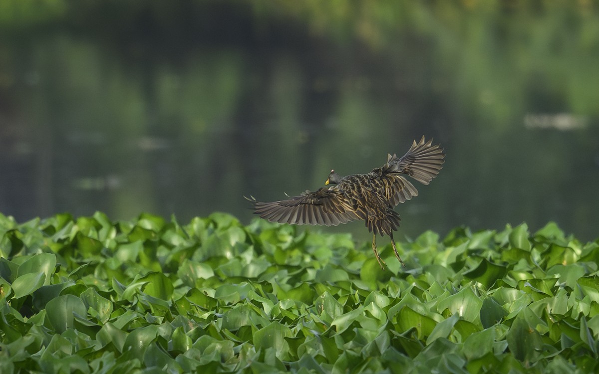 İbikli Sukılavuzu - ML646956421