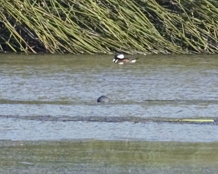 Hooded Merganser - ML646956424