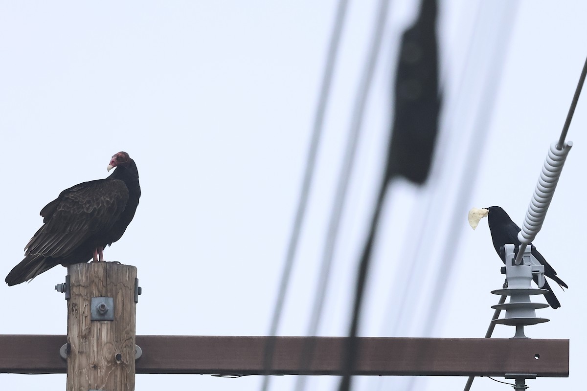 kondor krocanovitý - ML646956425