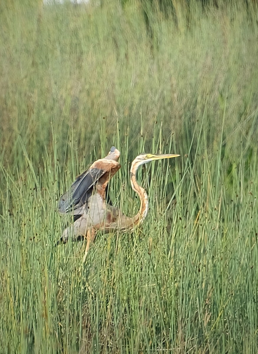 volavka červená - ML646956427