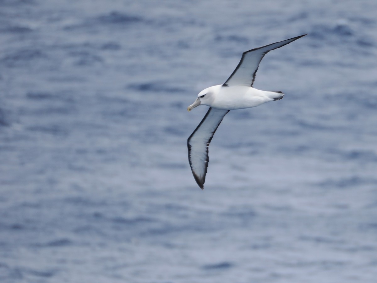 אלבטרוס לבן-כיפה - ML646956428