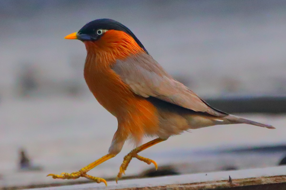Brahminy Starling - ML646956429