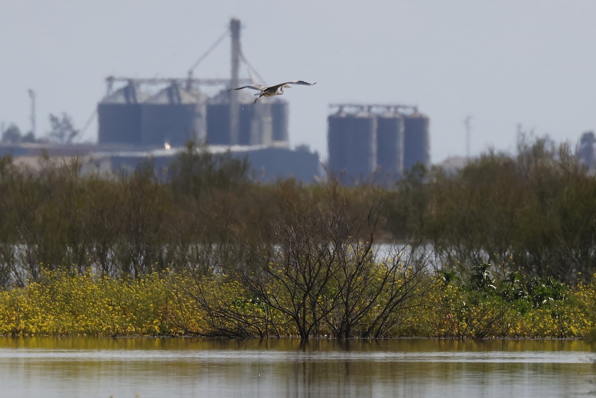 Airone cenerino - ML646956430
