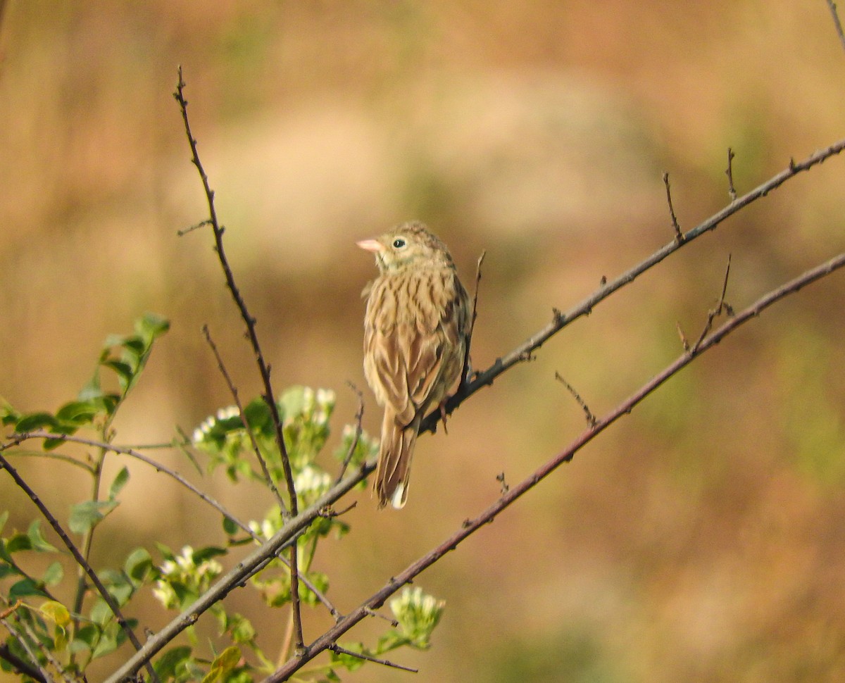 rødbrystspurv - ML646956431