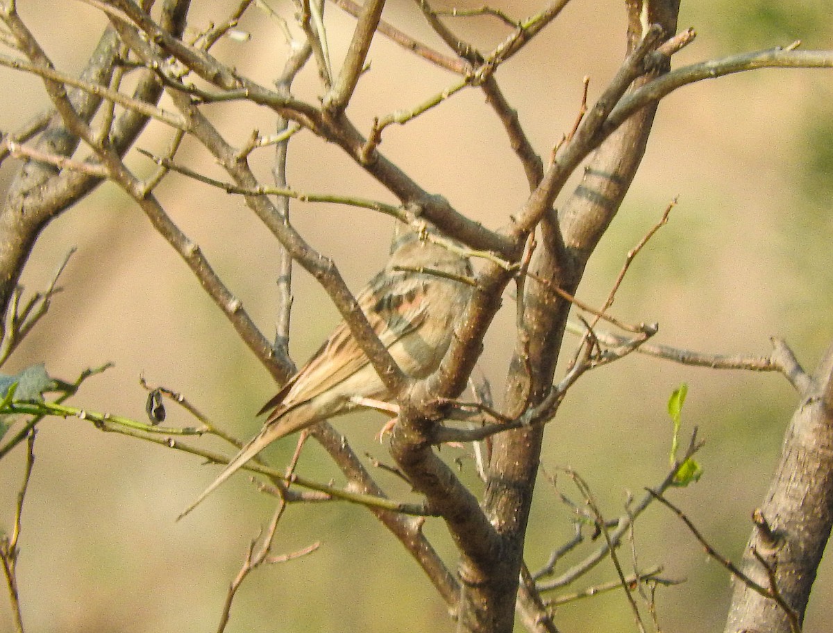 rødbrystspurv - ML646956432