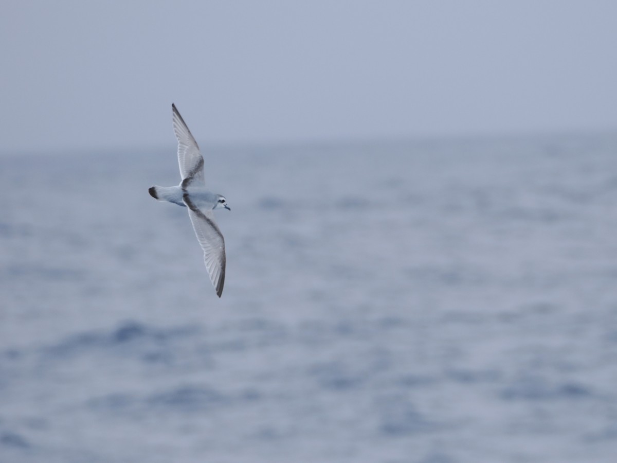 Prión Antártico - ML646956433