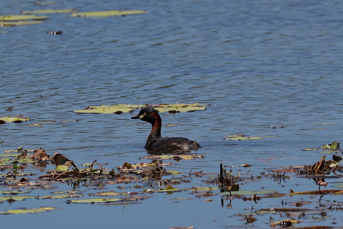 Zampullín Australiano - ML646956437