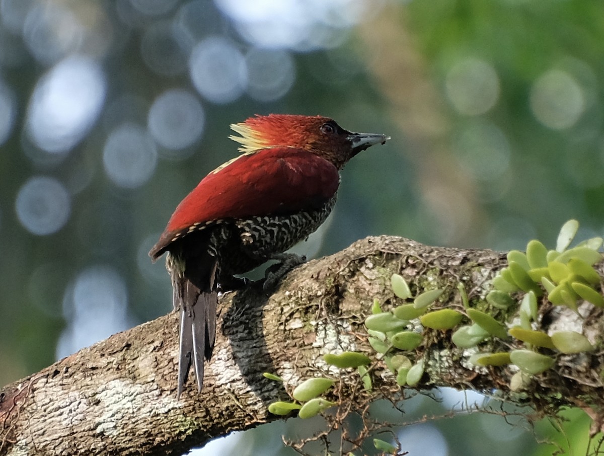 Banded Woodpecker - ML646956441