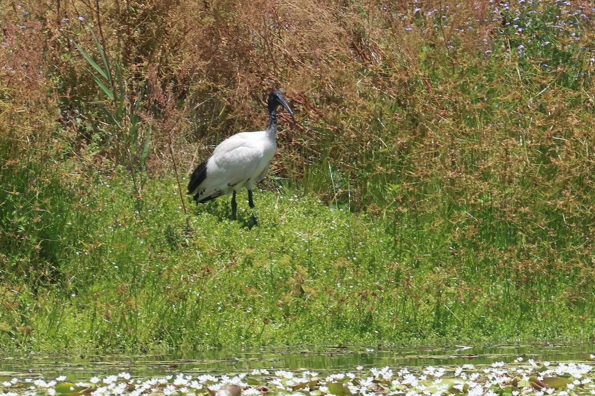 Ibis Moluqueño - ML646956442