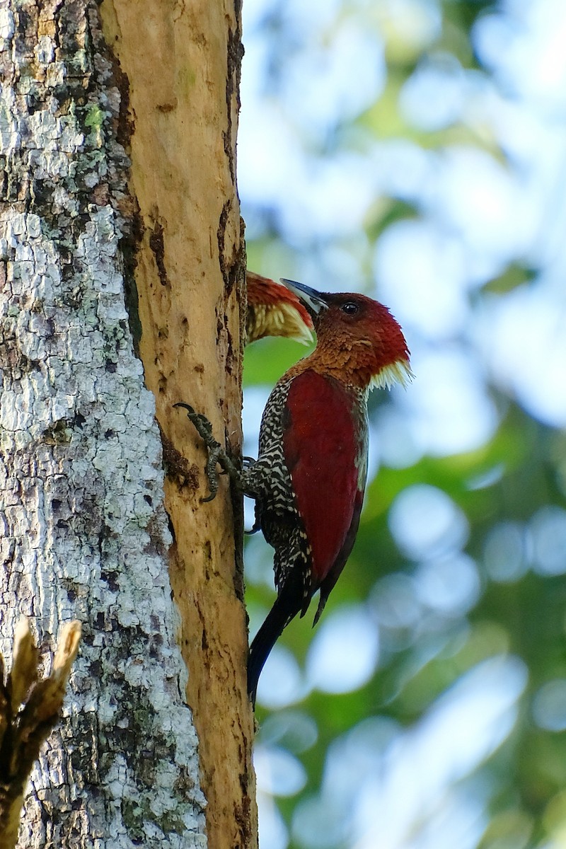 Banded Woodpecker - ML646956443