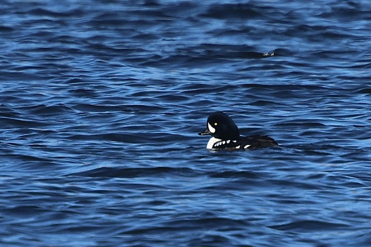 עבראש איסלנדי - ML646956444