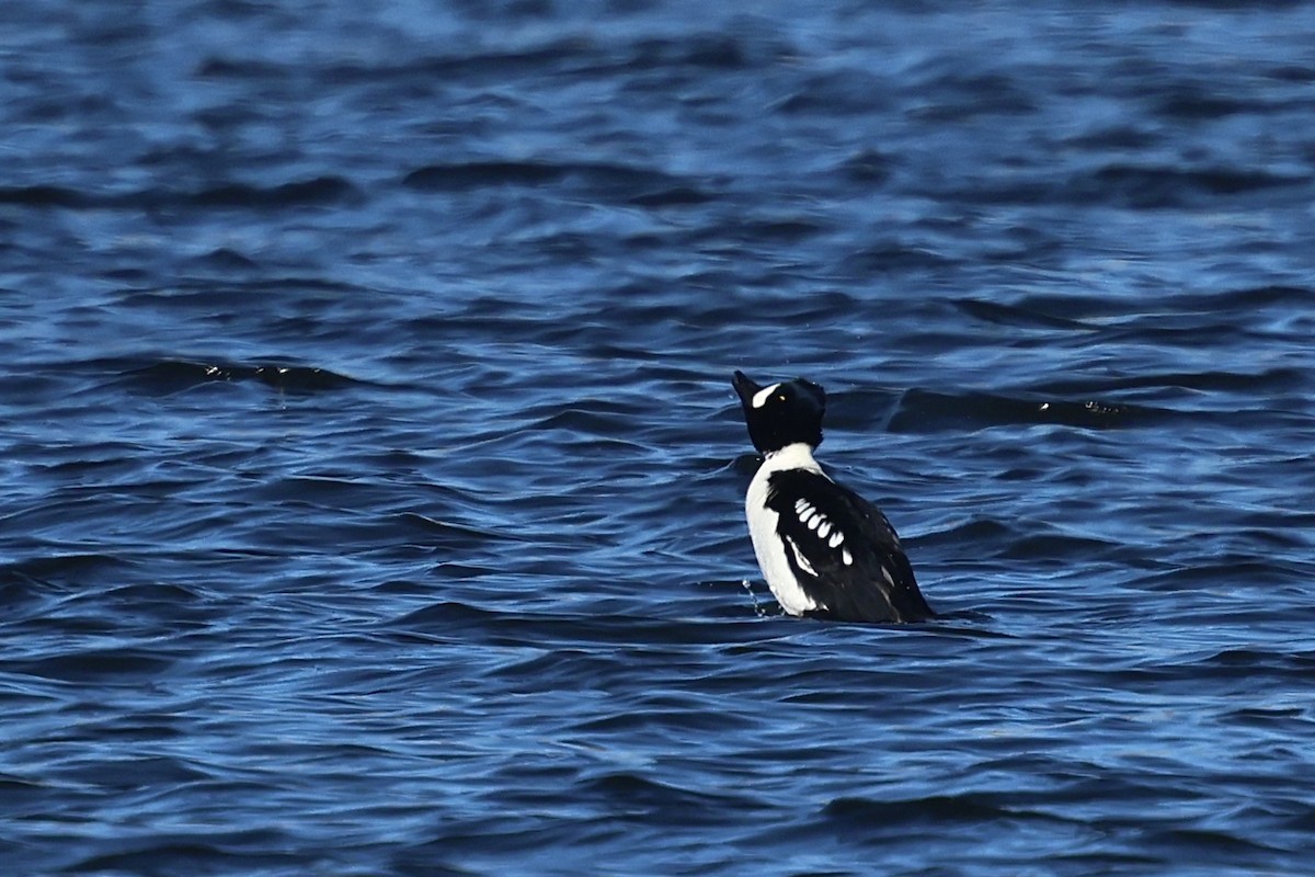 עבראש איסלנדי - ML646956445
