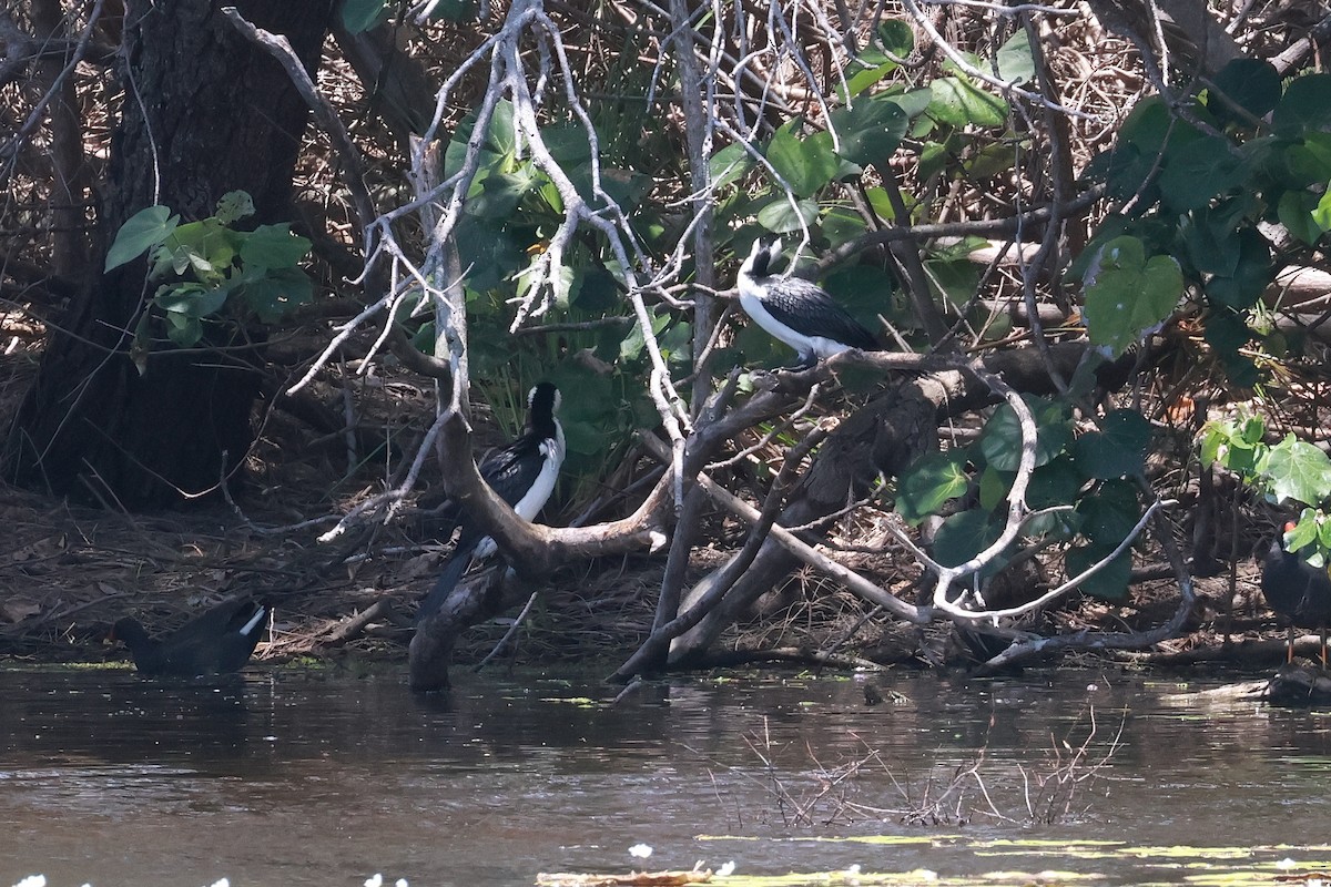 Cormorán Piquicorto - ML646956446