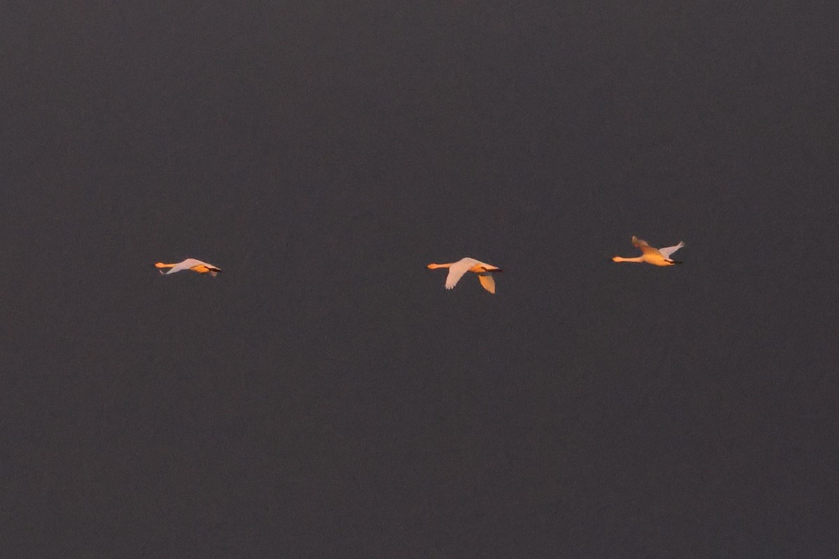 Tundra Swan - ML646956448