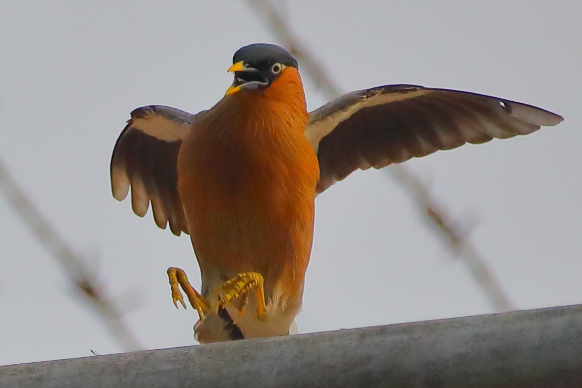 Brahminy Starling - ML646956451