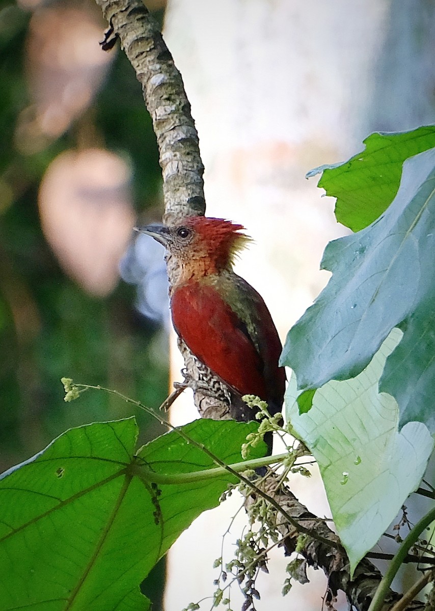 Banded Woodpecker - ML646956452