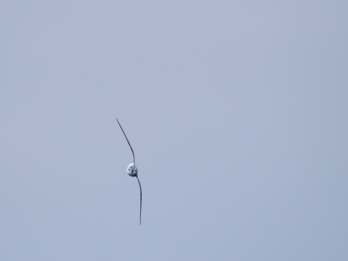 Prión Antártico - ML646956453