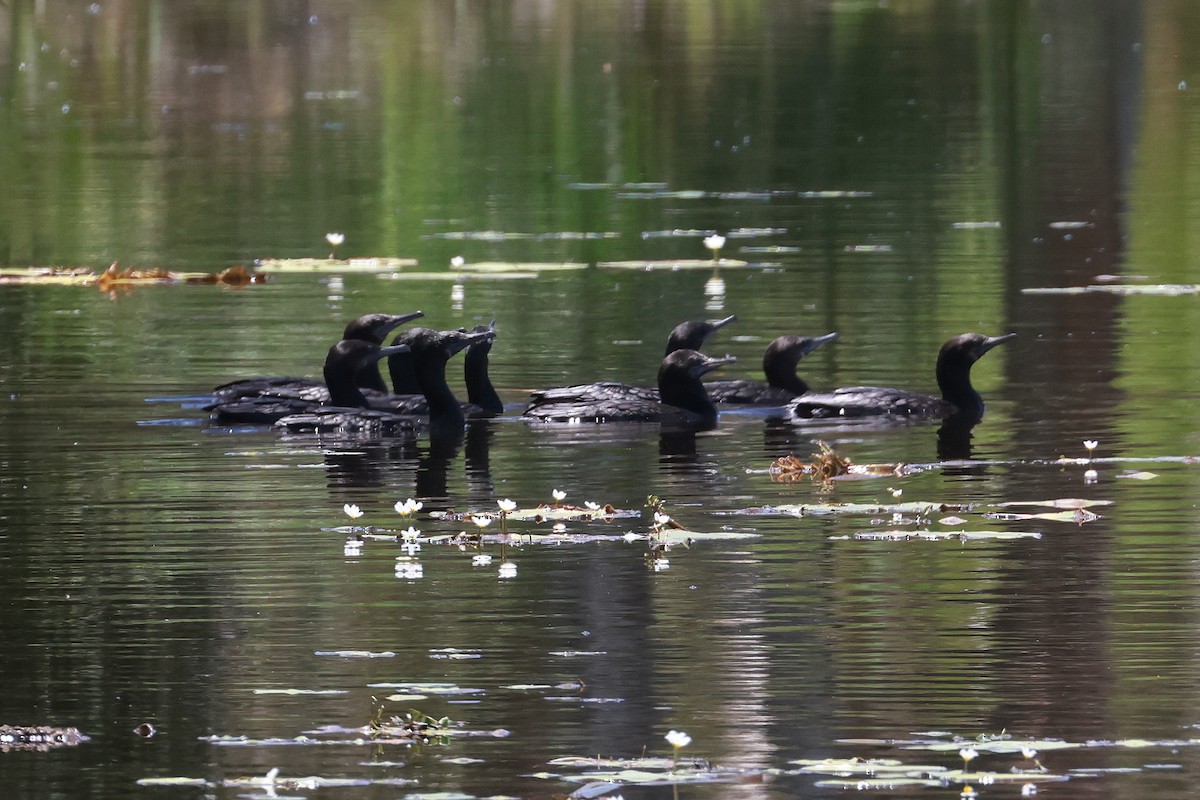 Cormorán Totinegro - ML646956454