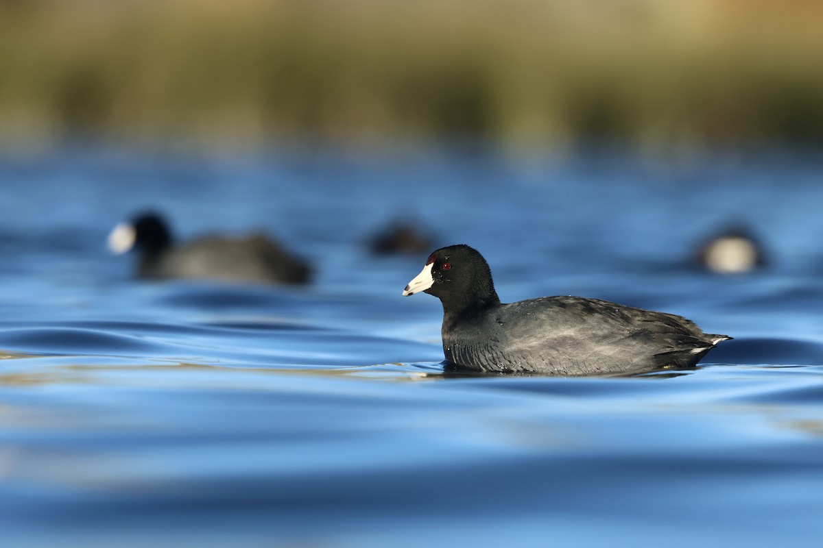 אגמית אמריקנית - ML646956456