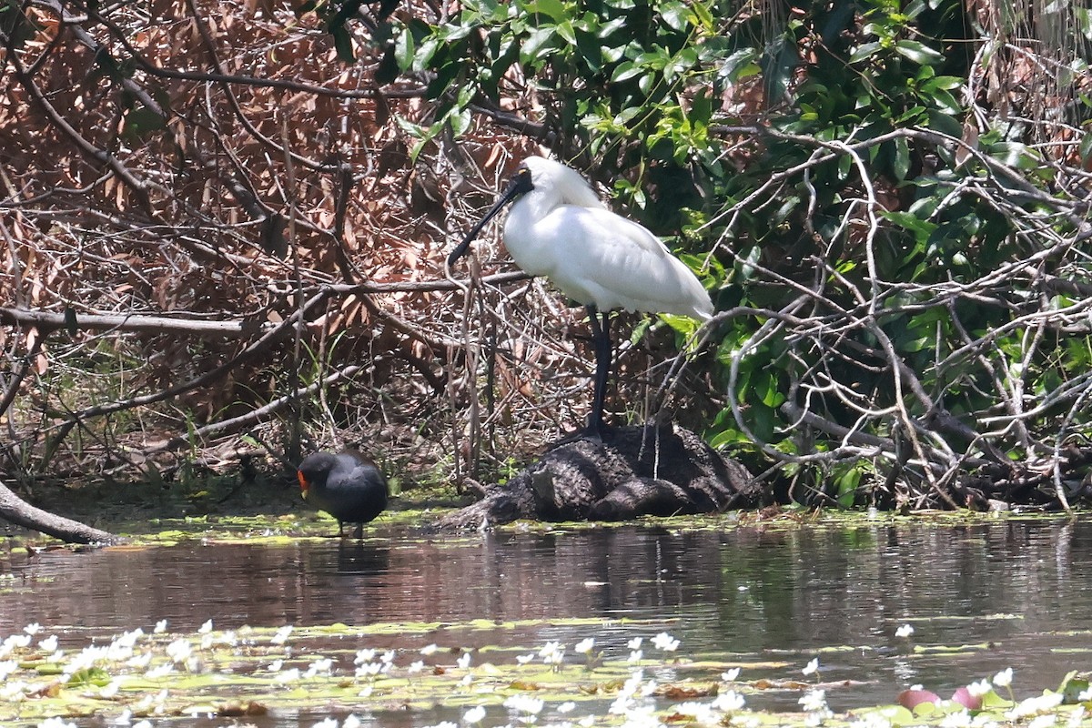 Espátula Real - ML646956457