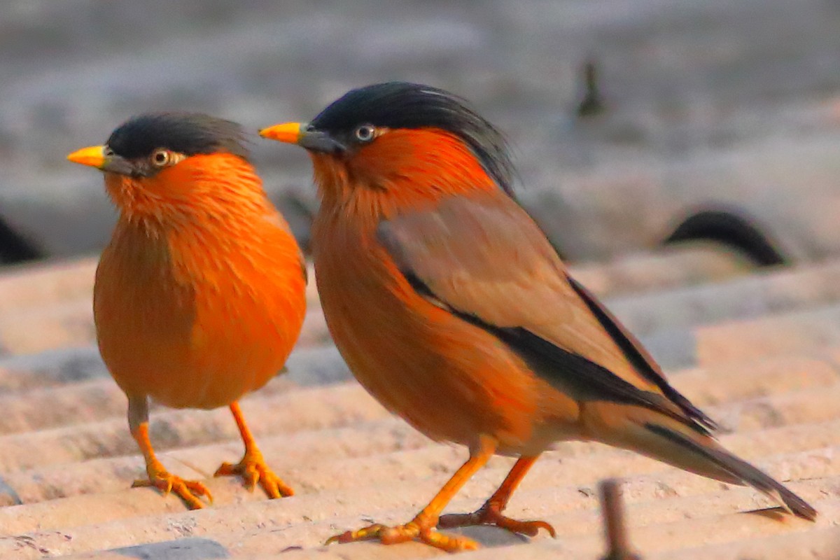 Brahminy Starling - ML646956458