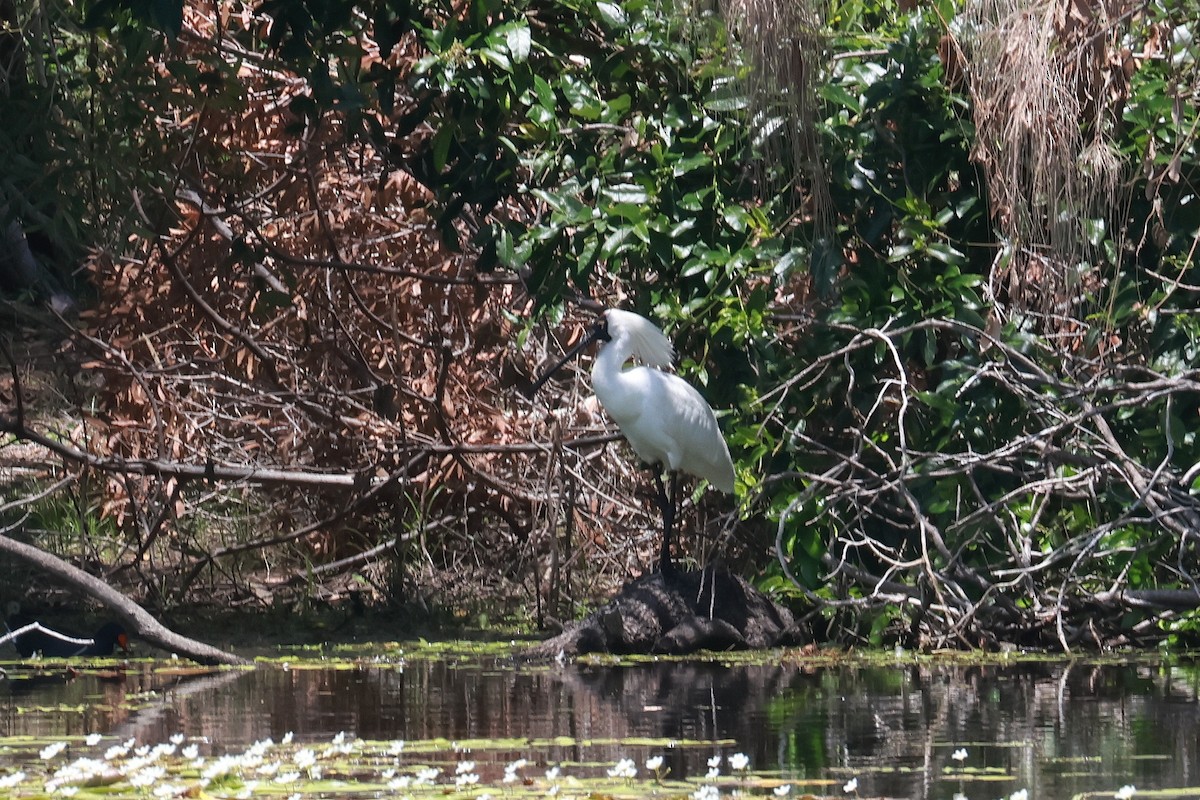 Espátula Real - ML646956460